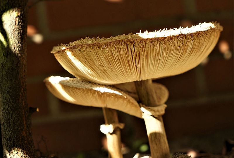 Foto 1 verkleind.jpg - Paddestoelen